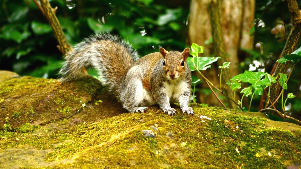 Picture of Sefton park