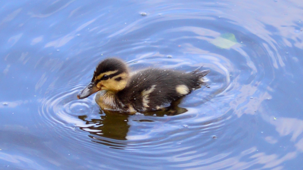 Picture of Sefton park