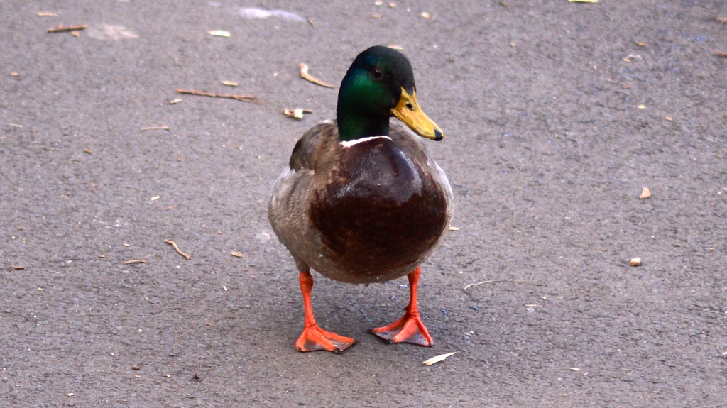 Picture of Sefton park